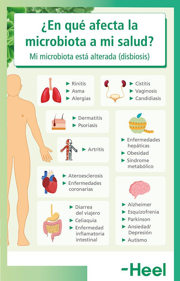 microbiota intestinal salud