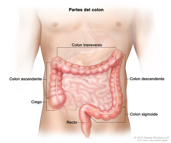 partes del colon