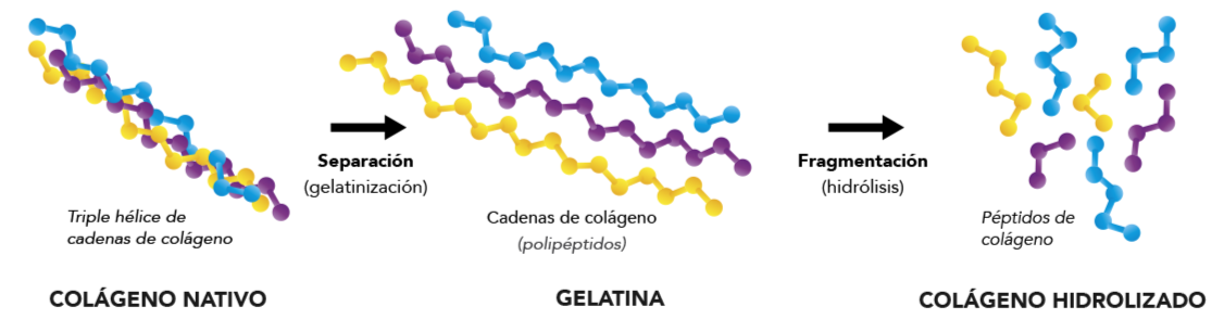 Colágeno Oral: Todo lo que Necesitas Saber sobre sus Tipos y Beneficios ...